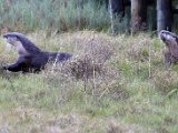 2 groot otters  Cape Clawless Otters : frieda